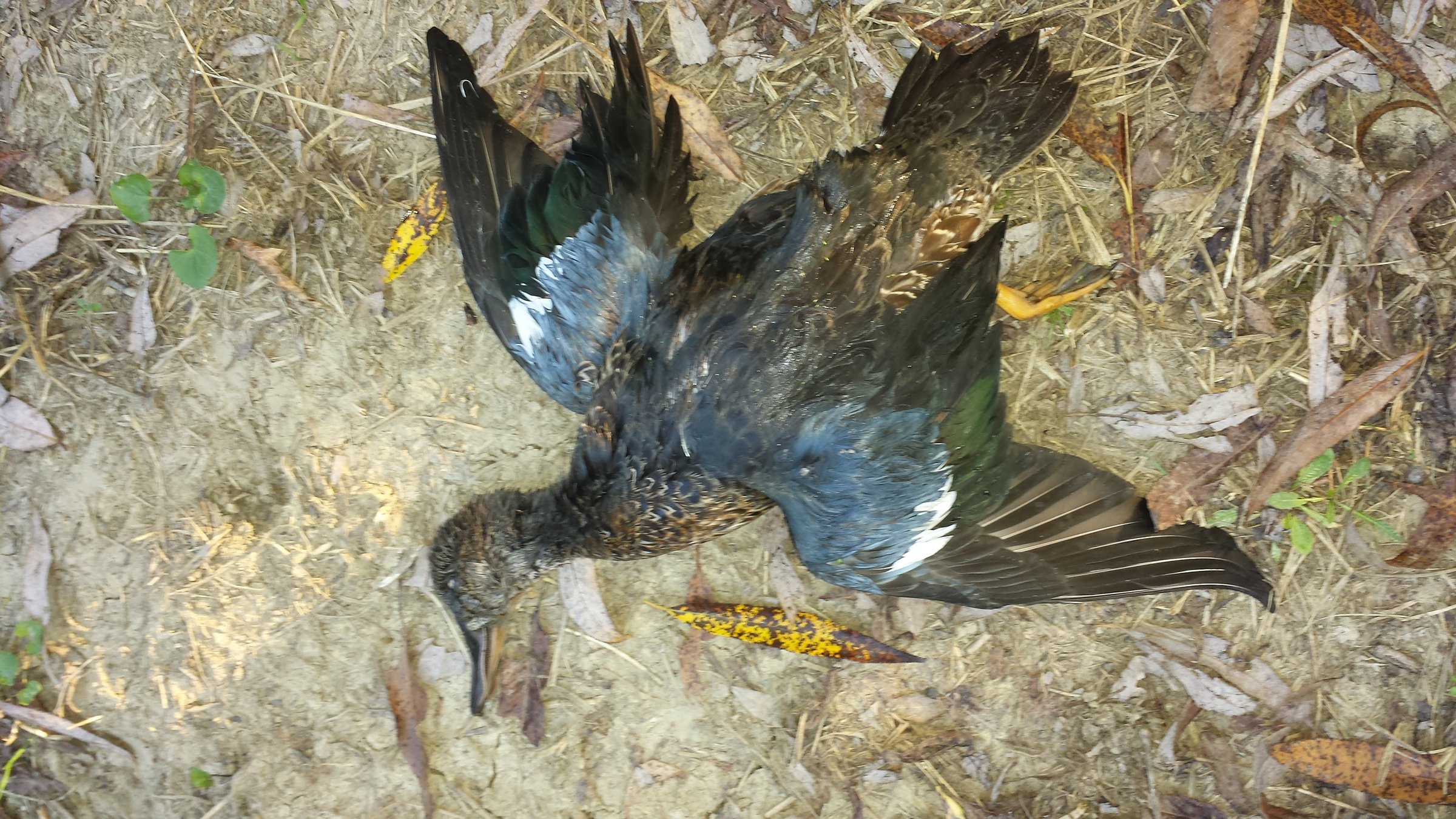 Lake County, Indiana wildlife caught - LAND AUCTION - 147+/- ACRES OFFERED IN 3 TRACTS IN LAKE COUNTY, INDIANA